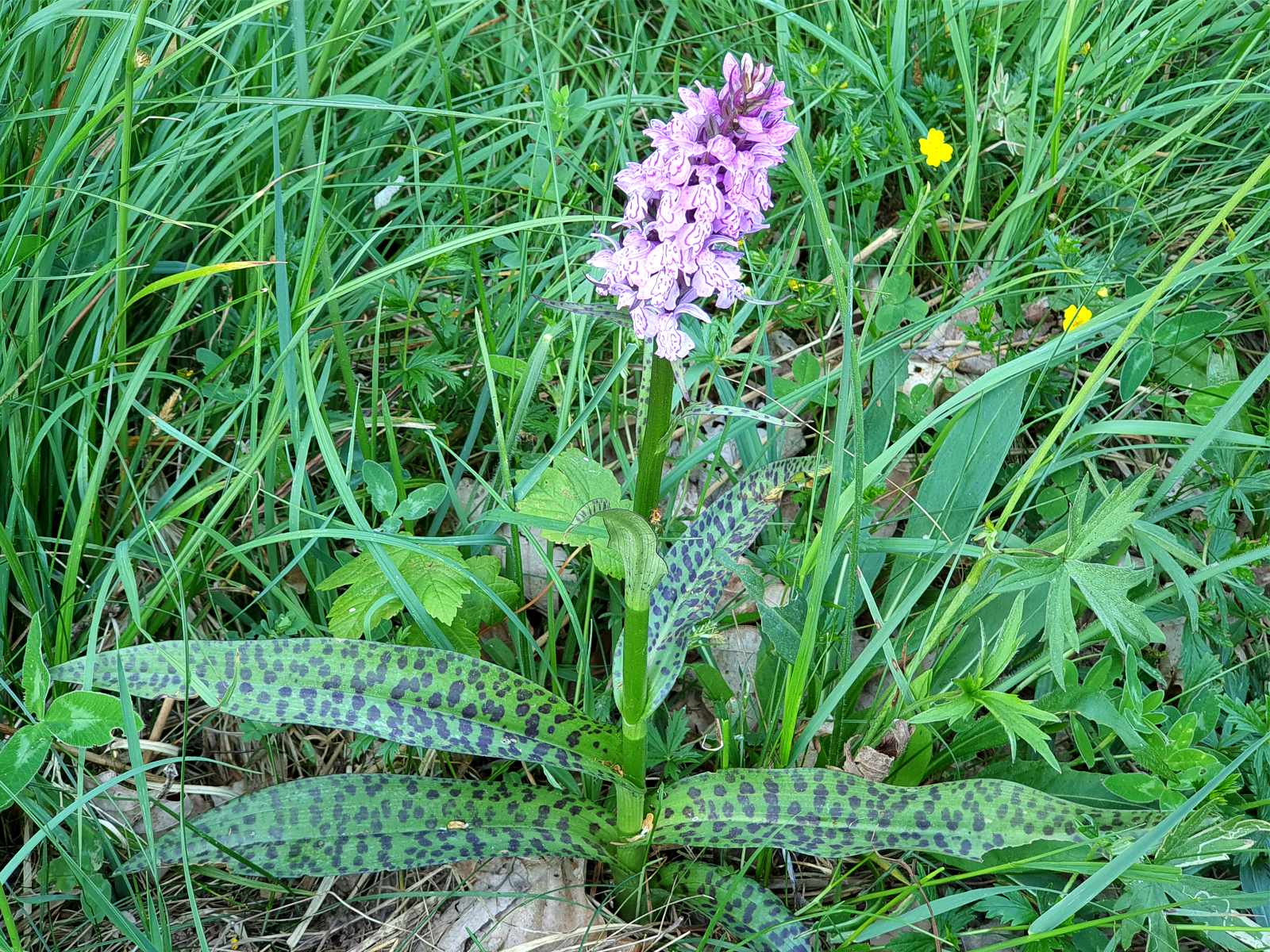 Foto: Eine typische Orchidee der feuchten Wiesen - das Breitblttrige Knabenkraut (Dactylorhiza majalis) bei Blankenheim - Lupe Reisen