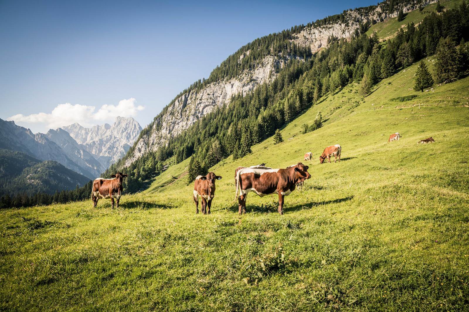Foto Typische Alm im Nationalpark Berchtesgaden  Berchtesgadener Land Tourismus - Lupe Reisen