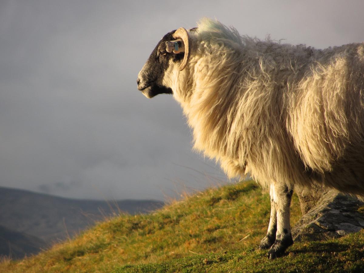 Schaf am Fue des hchsten Berges Schottlands, dem Ben Nevis - Lupe Reisen