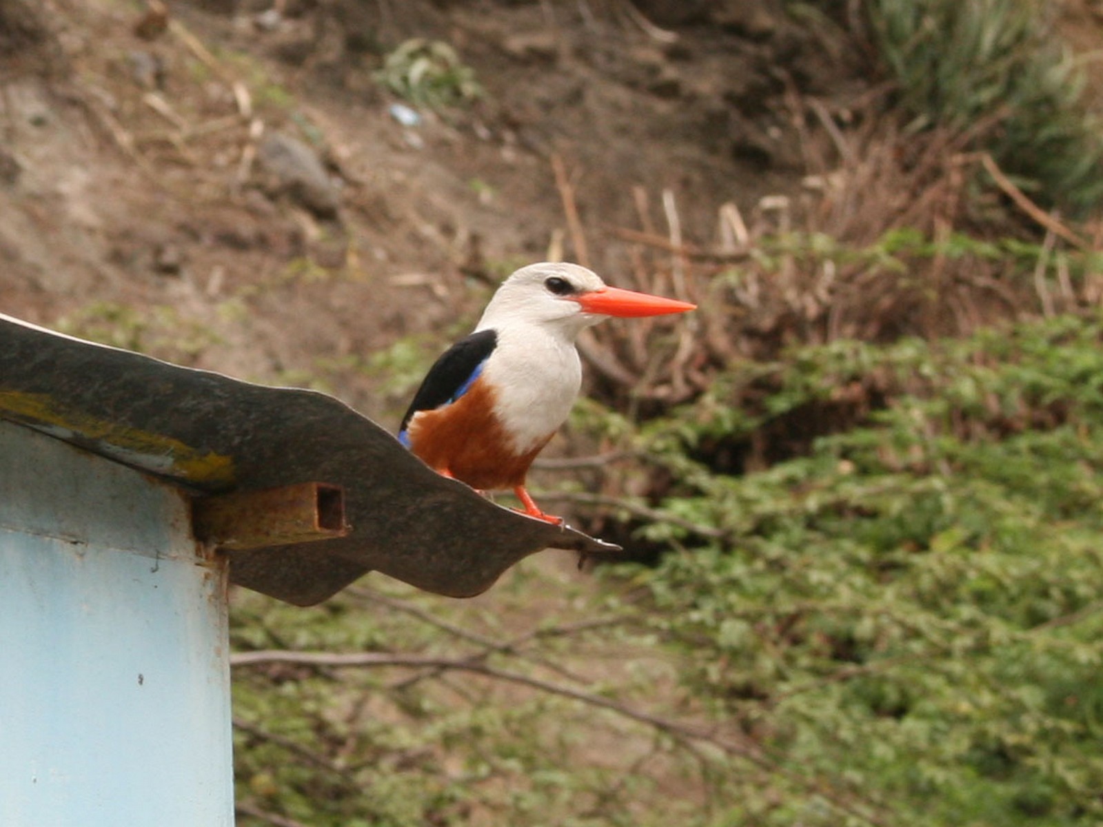 Der Kingfisher, ein Verwandter des Eisvogels auf Santiago - Lupe Reisen