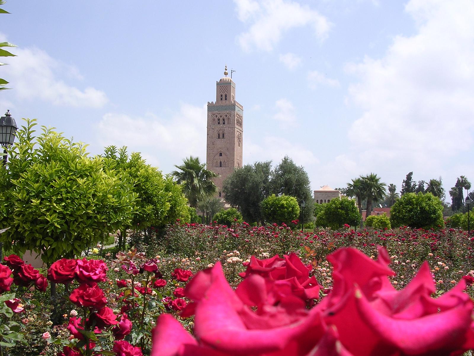 Wunderschne Rosenfelder mit Ausblick auf die Hassan-II-Moschee in Rabat - Lupe Reisen