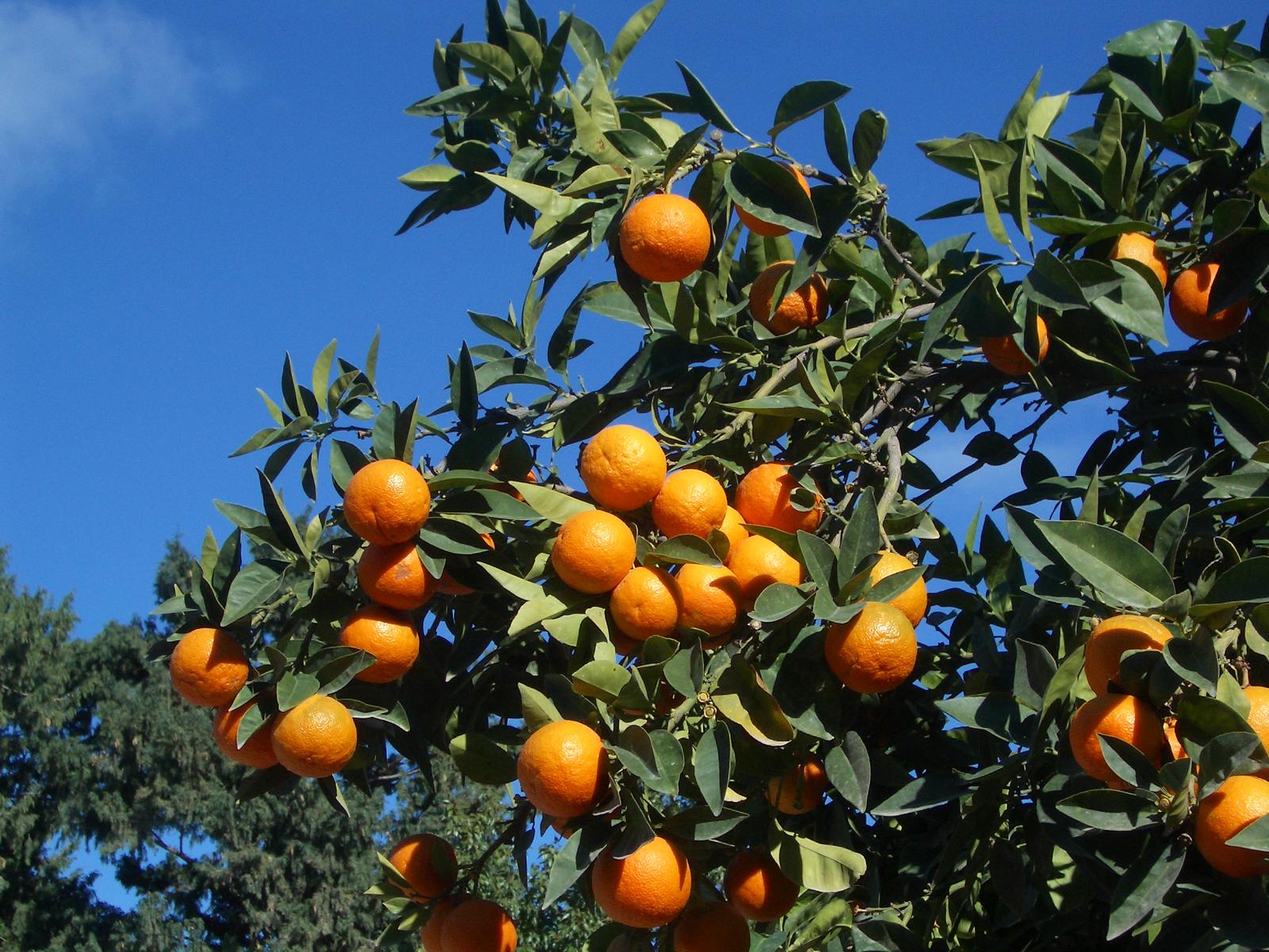 Besuchen Sie Nordzypern whrend der Orangen-Zeit - Lupe Reisen