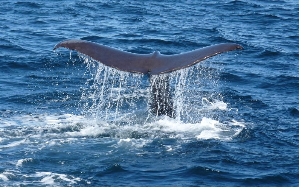 Sichtung von Walen whrend der Wanderung - Lupe Reisen