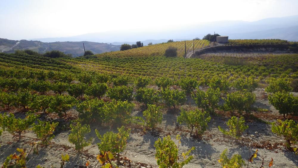 Weinregion oberhalb von Paphos beim Dorf Pano Panagia - Lupe Reisen