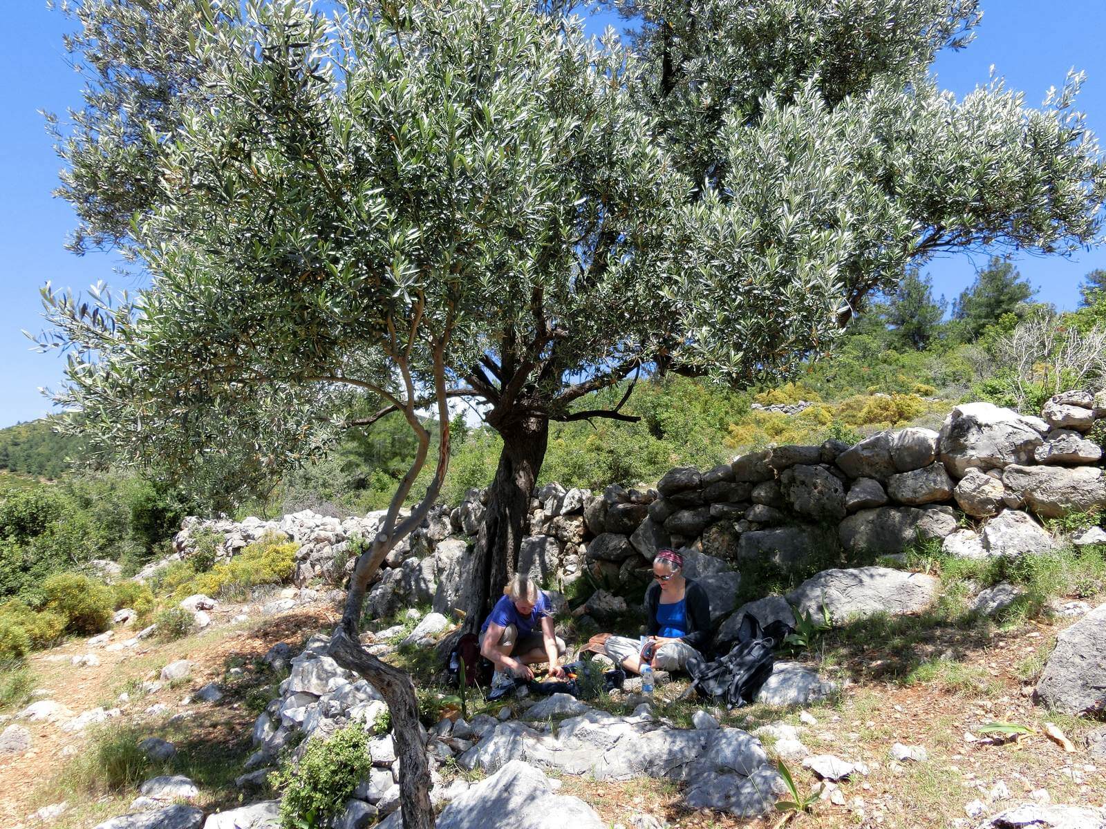 Foto: Picknick unter einem Olivenbaum - Lupe Reisen